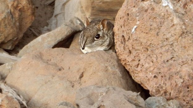 The creature lives in a dry, rocky habitat.HOUSSEIN RAYALEH