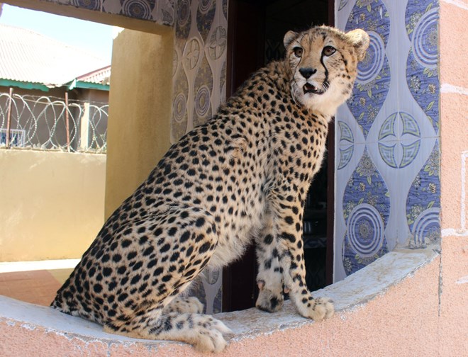 India considered sourcing cheetahs from Somalia, Tanzania, Sudan to ...